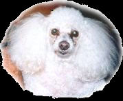 Mascot  Poodle